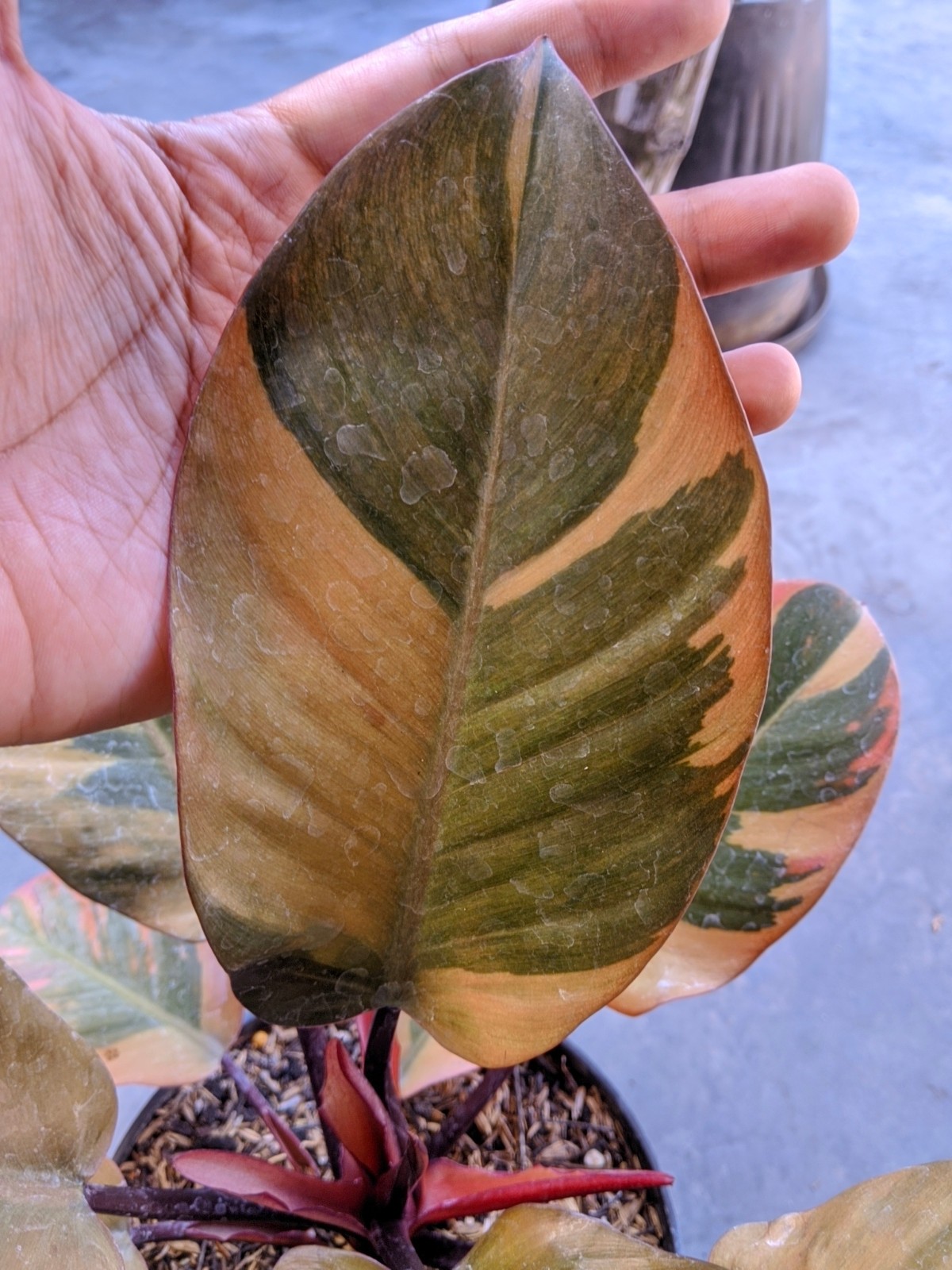 Philodendron Black Cardinal Variegated Large Size Real Picture