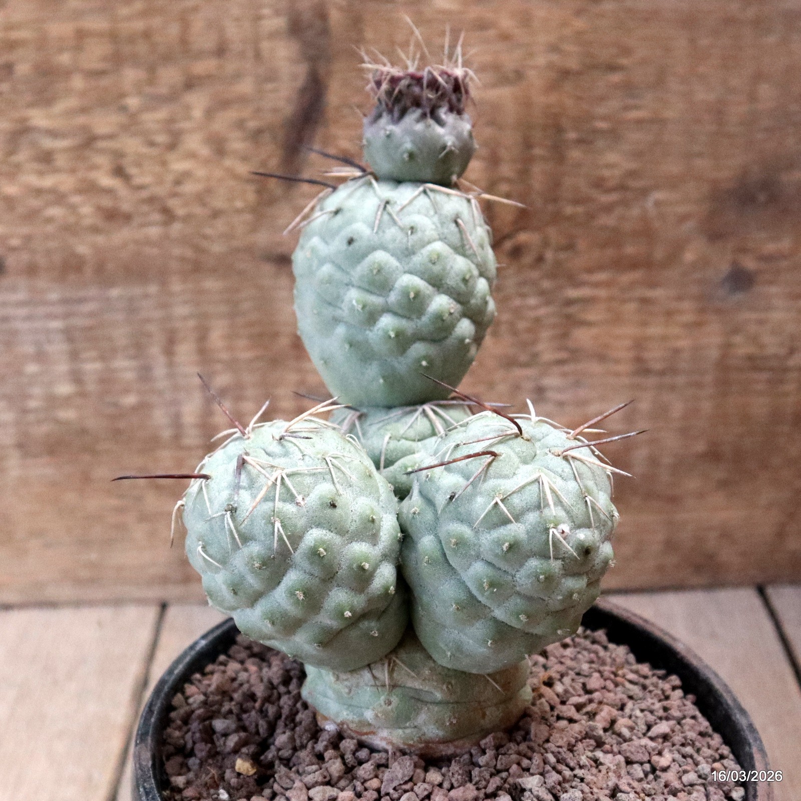 D8032 TEPHROCACTUS GEOMETRICUS 5 BALLS pot14-H17-W11 cm MaMa Cactus