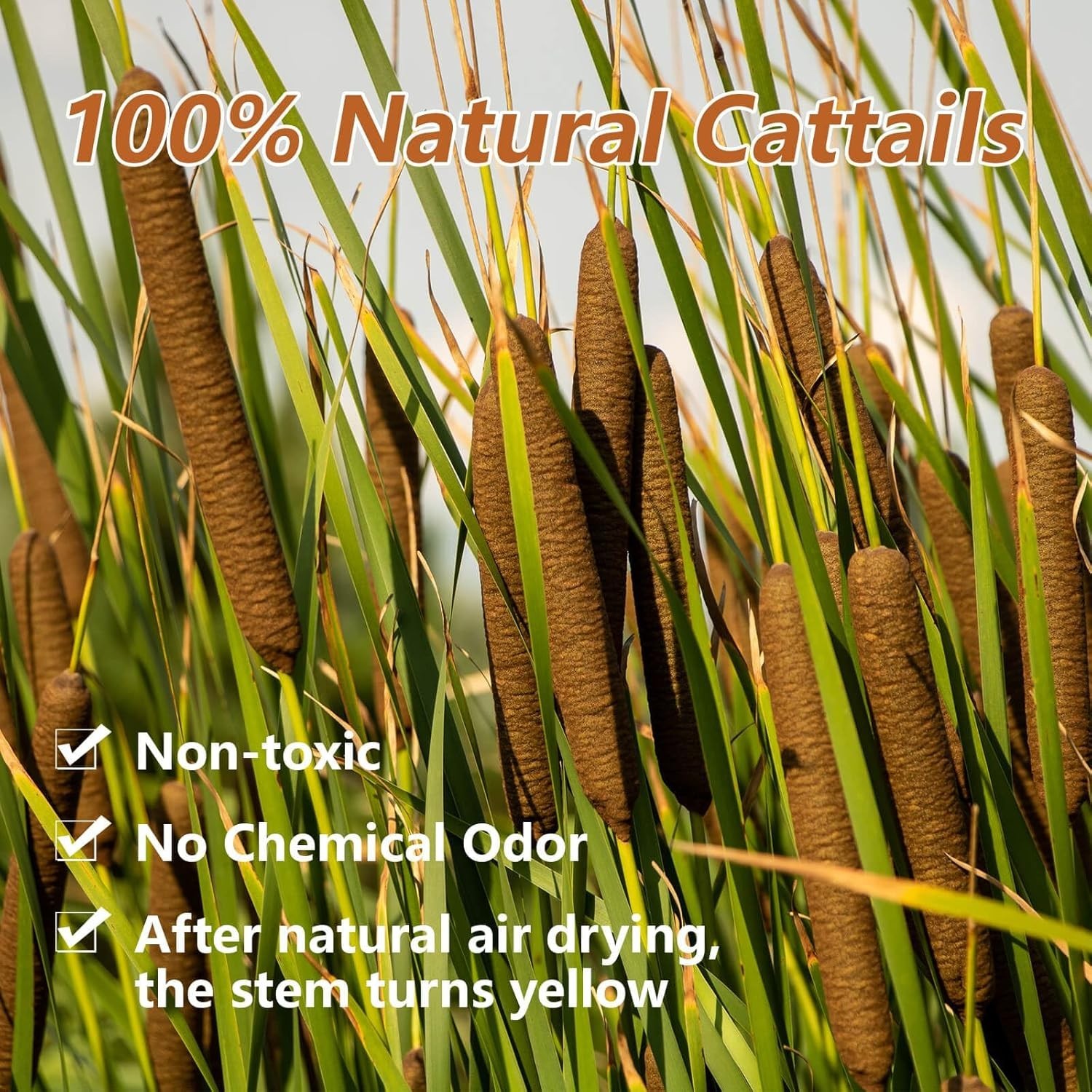 45pcs Large Natural Brown Cattails Bundles – Dried Flowers Real Cat