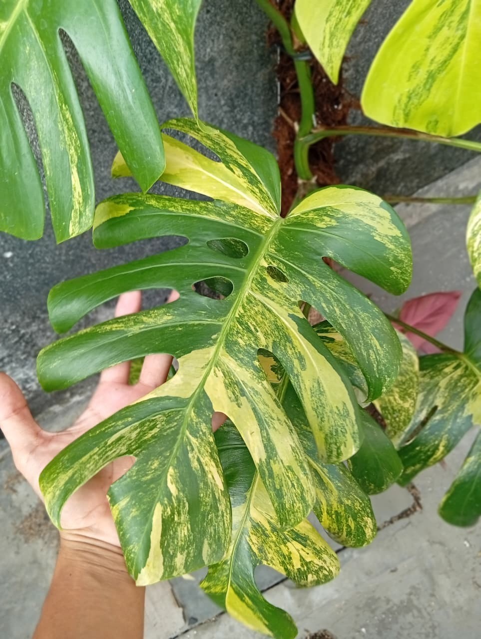 Real Picture Monstera Marmorata Aurea Variegated Big Size