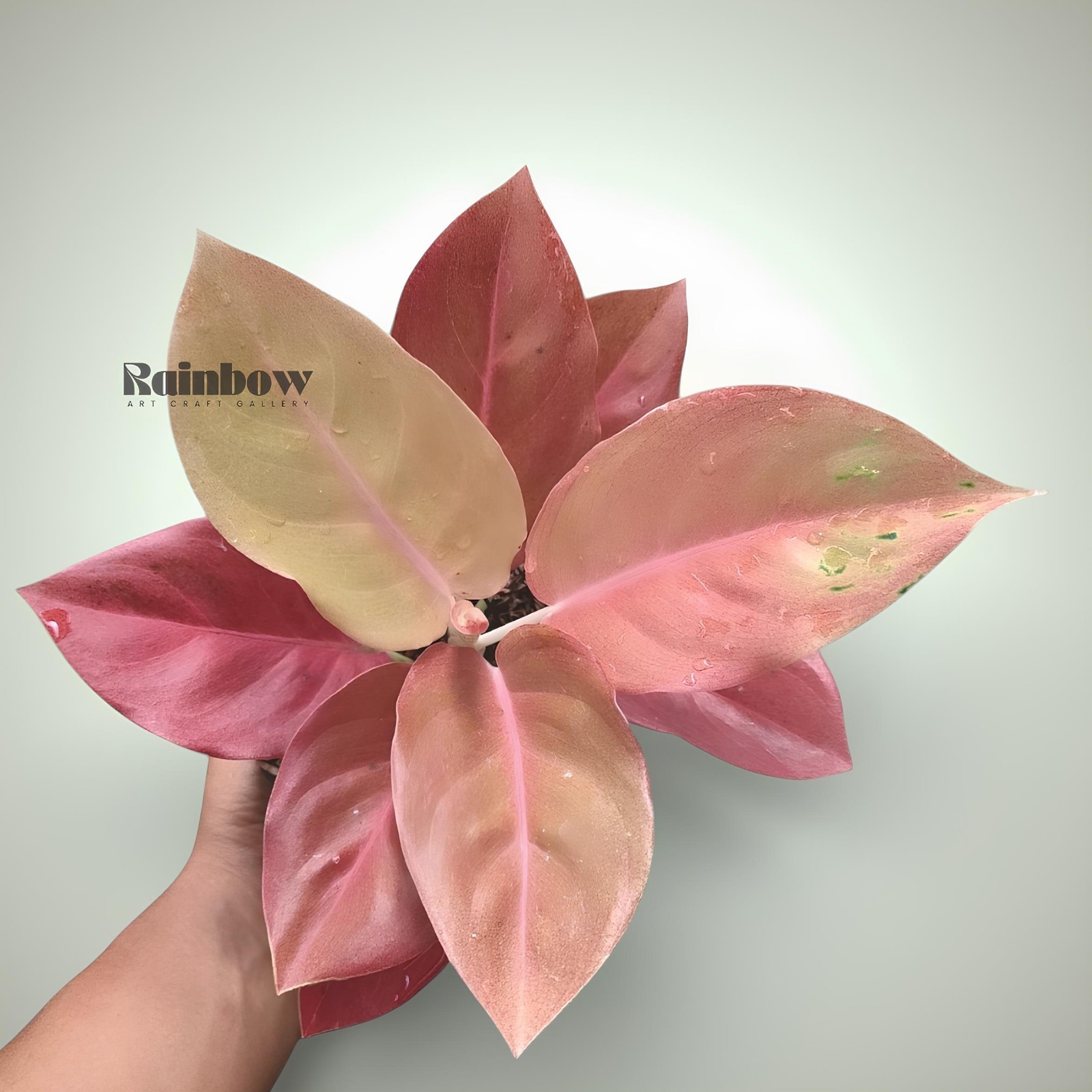 Aglaonema Kochin Brown Beatiful Ornamental Plant