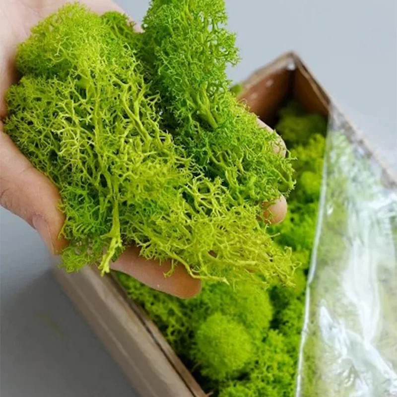 20g/200g Natural Green Colored Moss Simulation Plants Eternal Life Moss Garden H