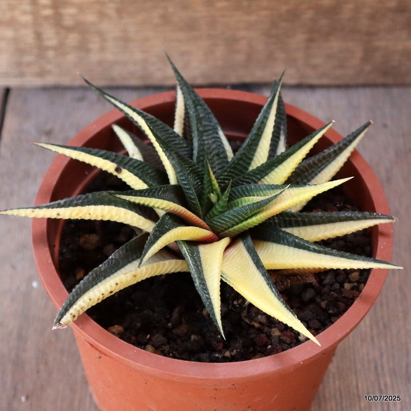 D5204 HAWORTHIA LIMIFOLIA VARIEGATED pot13-H6-W14 cm MaMa Cactus