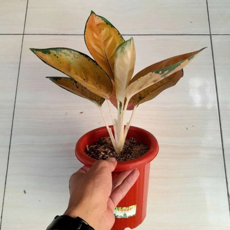 Aglaonema Sultan Brunei Rare Plant