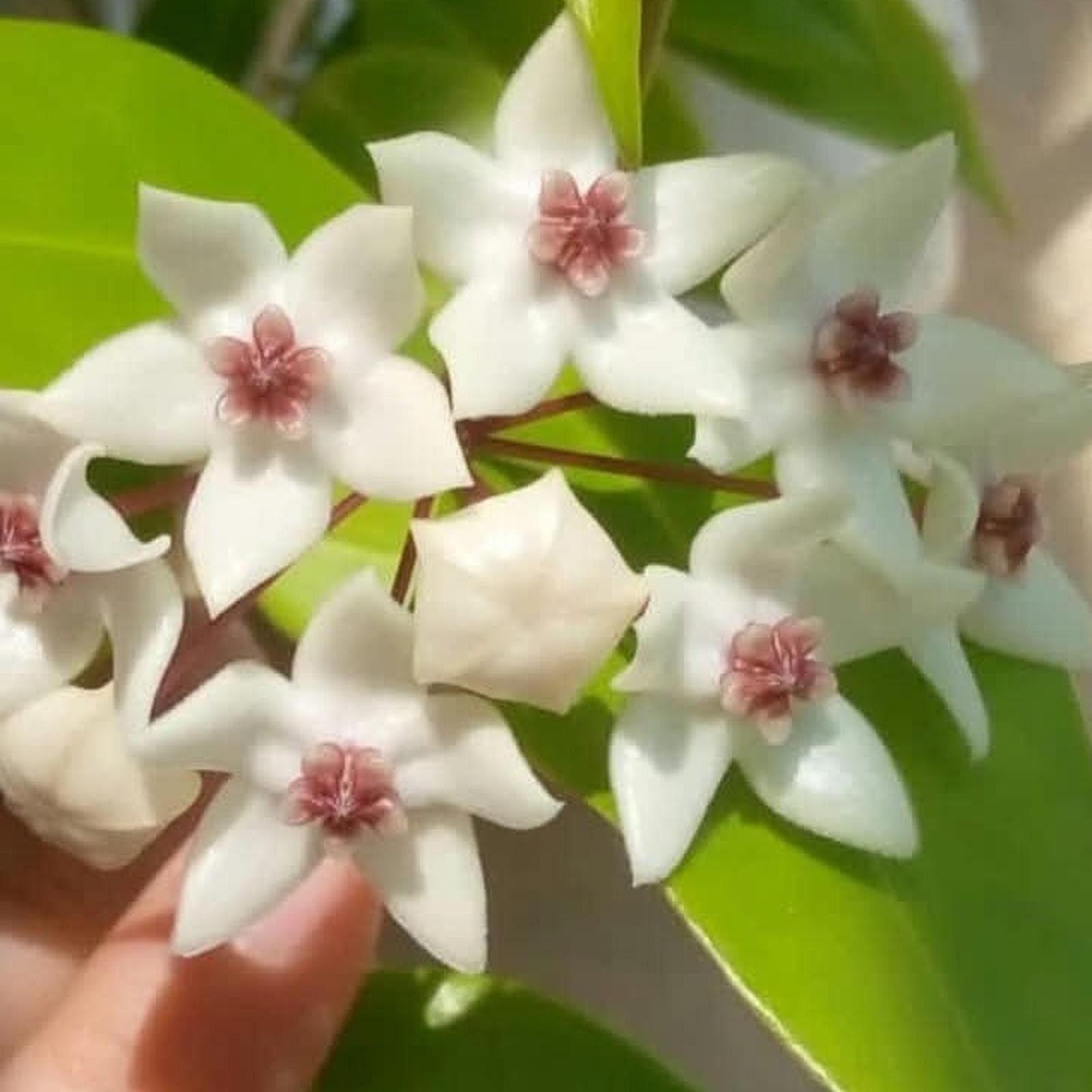 Real Picture Hoya Paziae Sp Papua Rare Plant