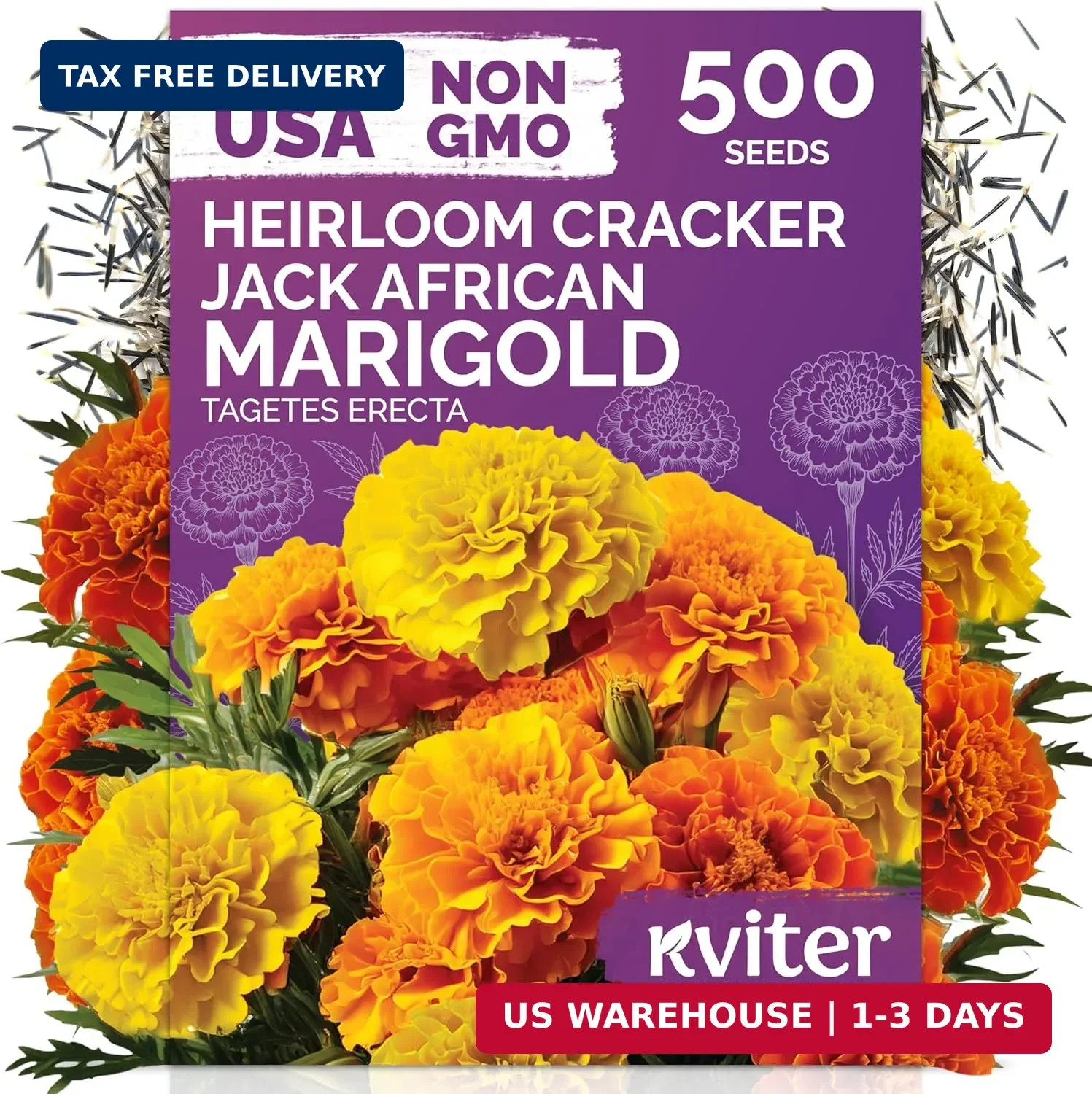 KVITER 500 Cracker Jack Marigold Seeds (Tagetes Erecta) – African Marigold, Gian