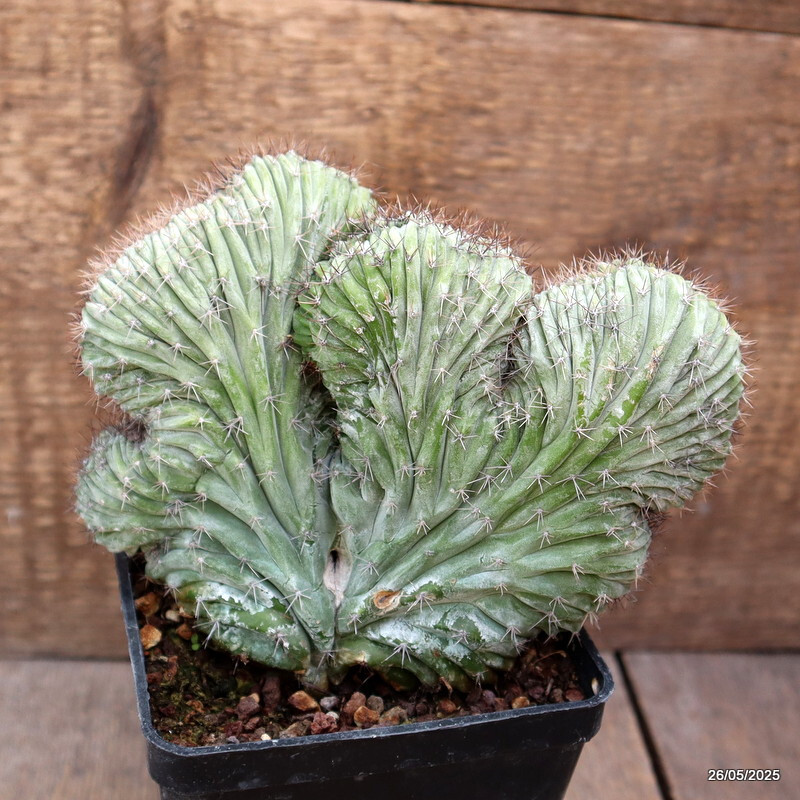 D4373 POLASKIA CHICHIPE CRESTED pot10-H14-W15 cm MaMa Cactus