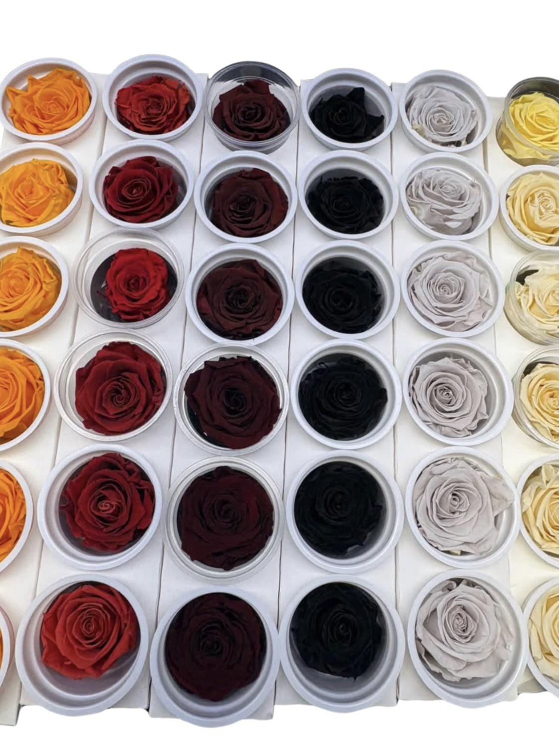 Eternal Roses Pack of 6 Brand New Multiple Colors Florist Event Decor