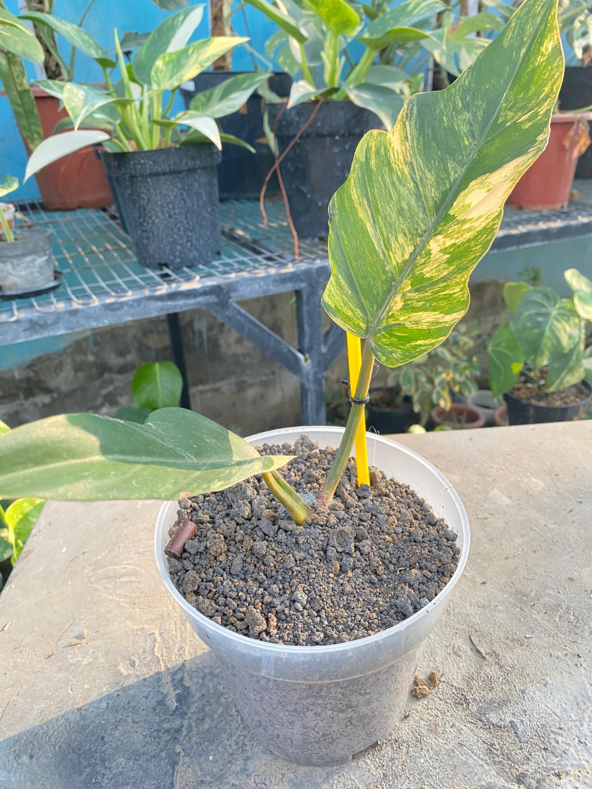Real Pict Philodendron Caramel Marble Variegated Rare Plant