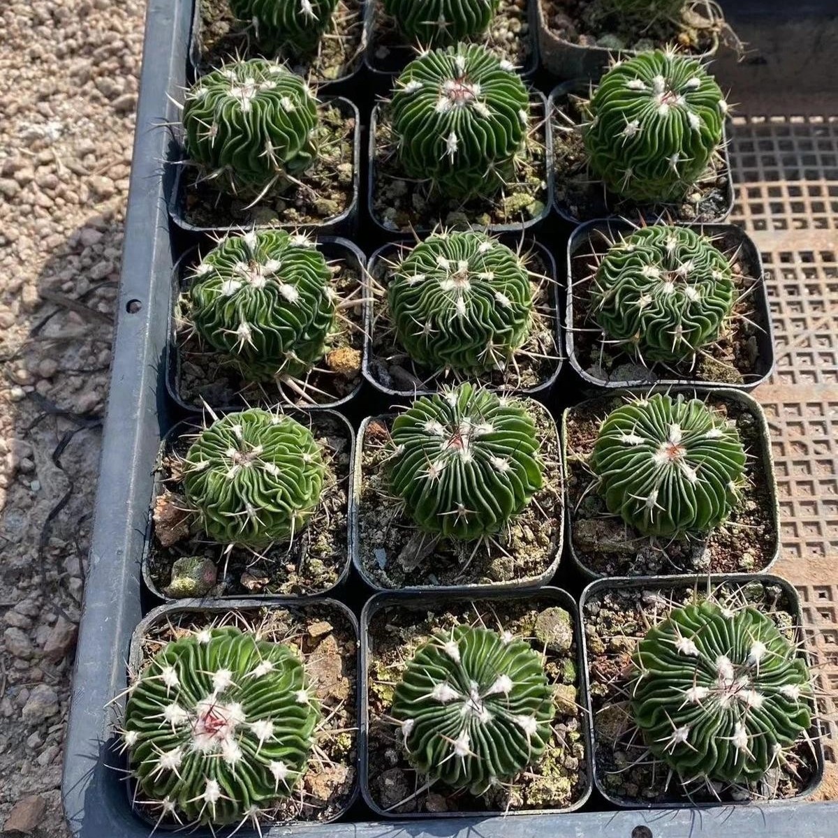 Stenocactus Multicostatus Brain Cactus Live Plant With Flower Pot