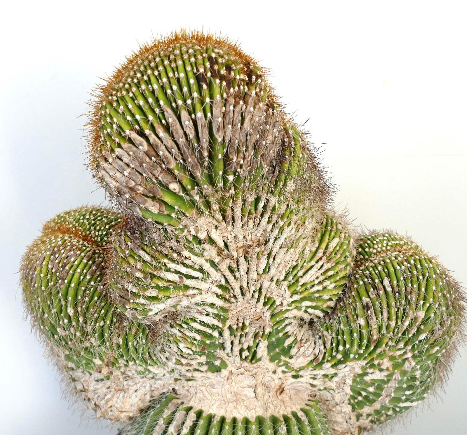 Carnegiea polylopha SAGUARO CRESTED 65x40cm – WILD no copiapoa cinerea