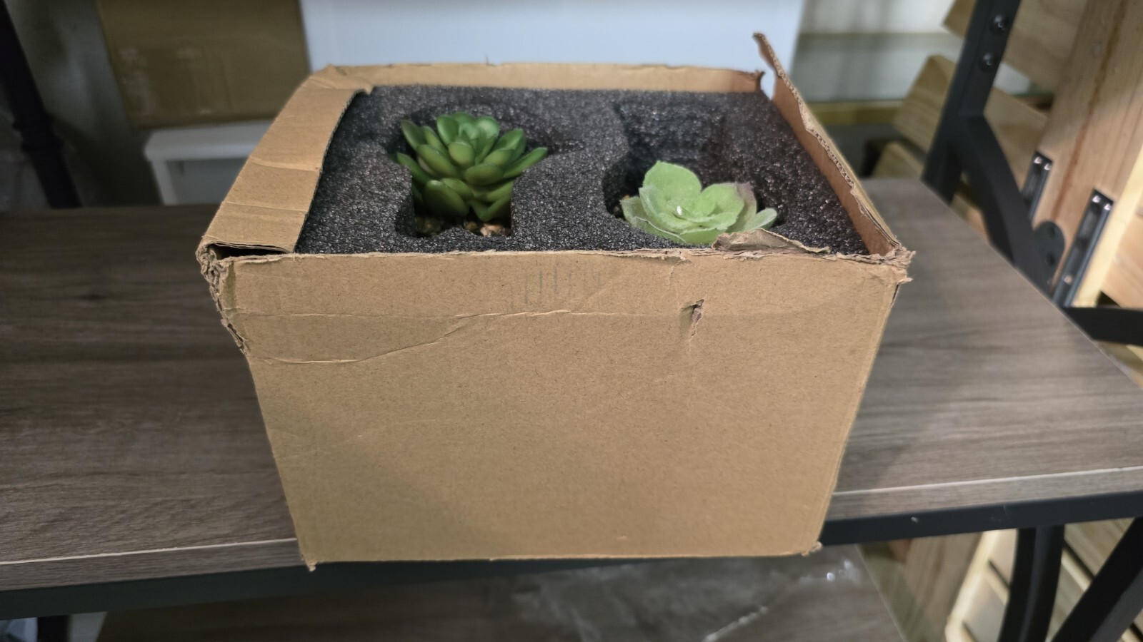 Fake Succulents, Artificial Plants Succulents in Black Modern Human Shaped