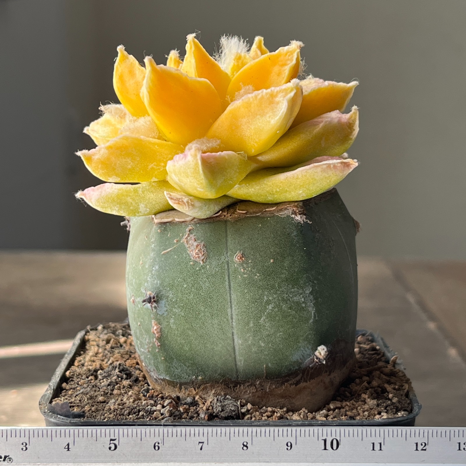 A53-1372 Cactus hybrid (scaph x retusus), grafted