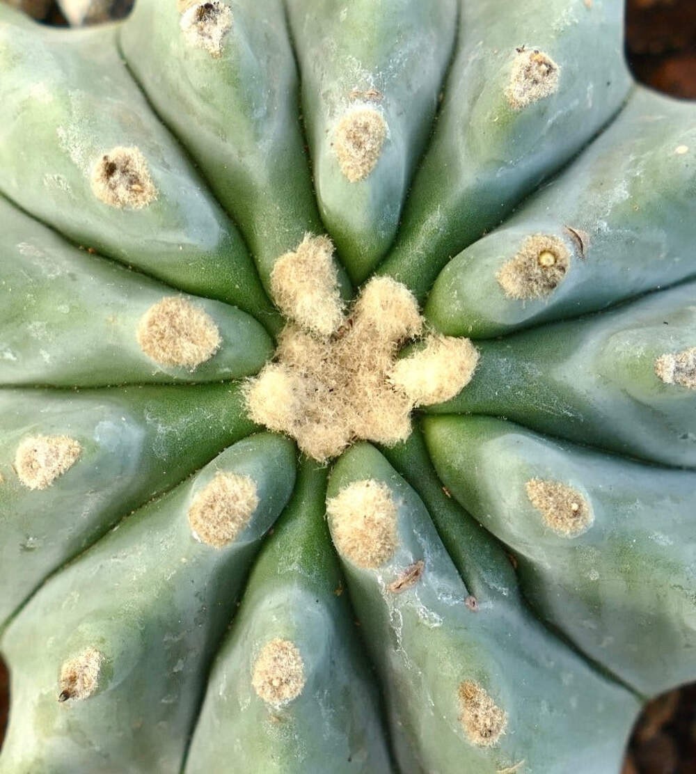 Ferocactus glaucescens cv URASAKI (HACCP4) – Blue barrel cactus | Glaucous barre