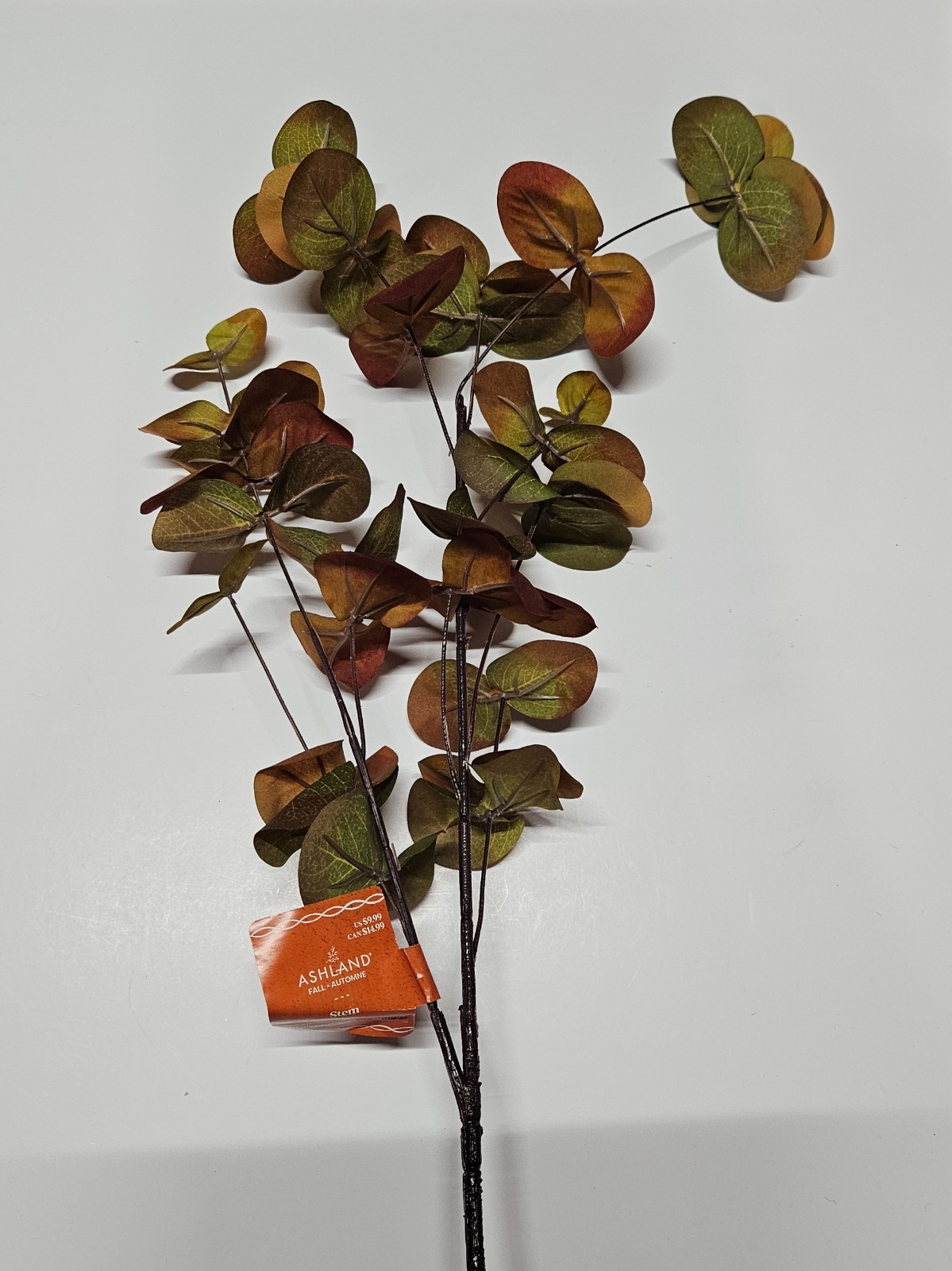 Ashland Green-Orange Eucalyptus