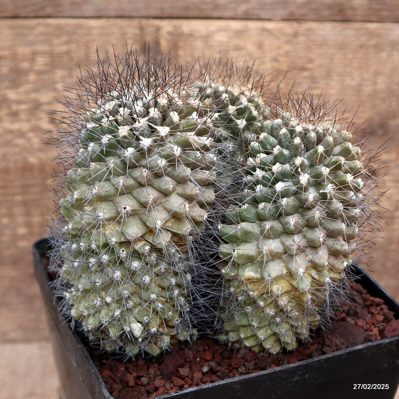 D3650 COPIAPOA PAPOSENSIS pot14-H11-W12 cm MaMa Cactus