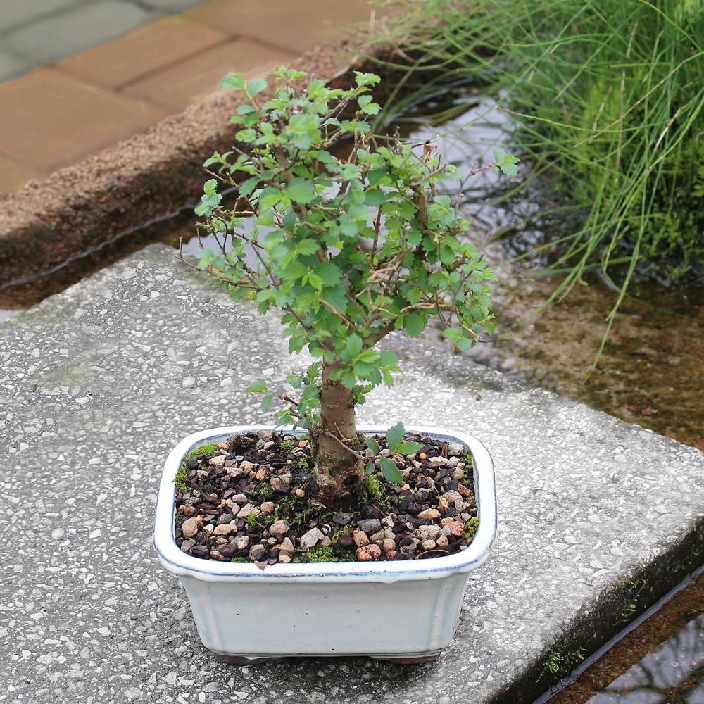 Brussel’s Bonsai Live Chinese Elm Tree, Outdoor – Small, Green