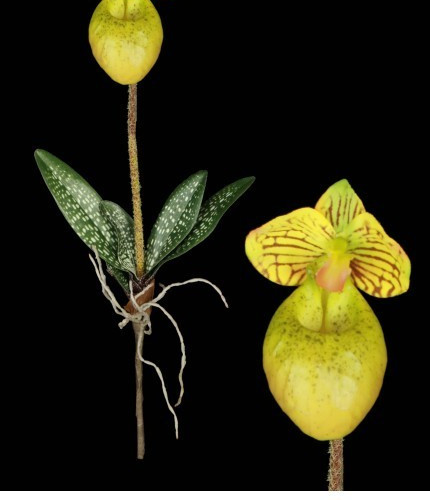 Mini Artificial Paphiopedilum Lady Slipper Orchid YELLOW