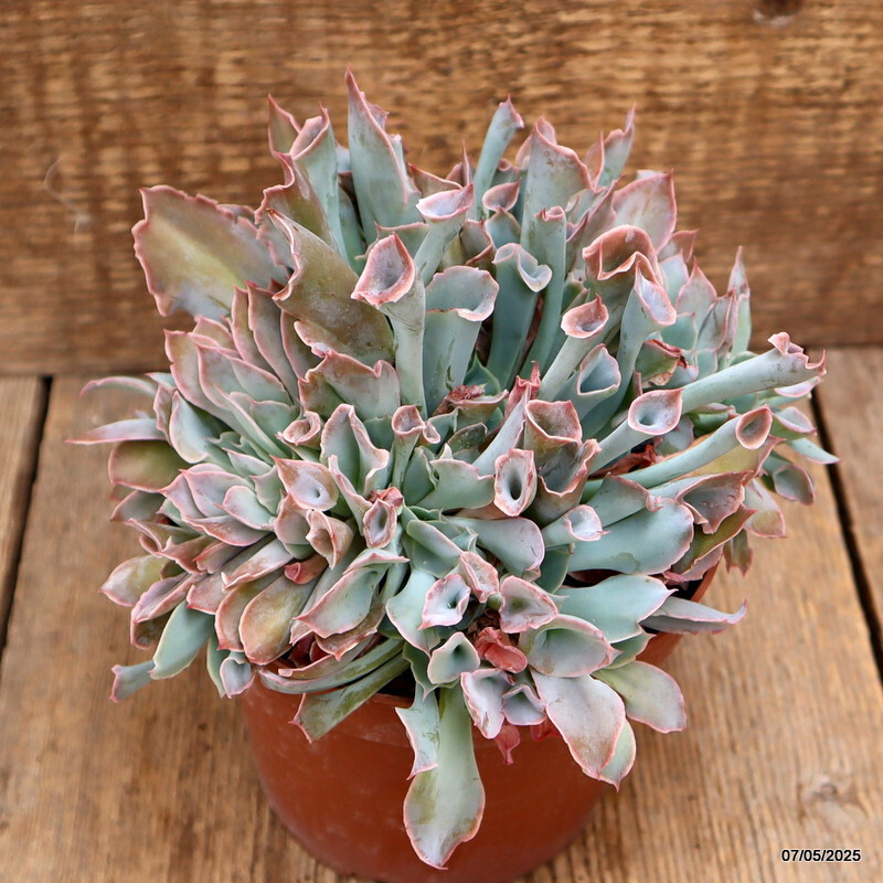 D3950 ECHEVERIA TRUMPET PINKY pot14-H14-W18 cm MaMa Cactus
