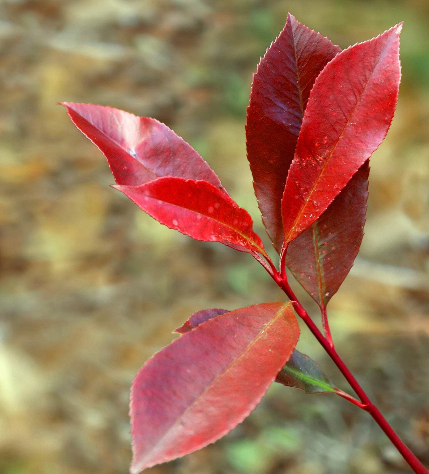 Photinia x fraseri cv. ‘red robin’ 15-30cm
