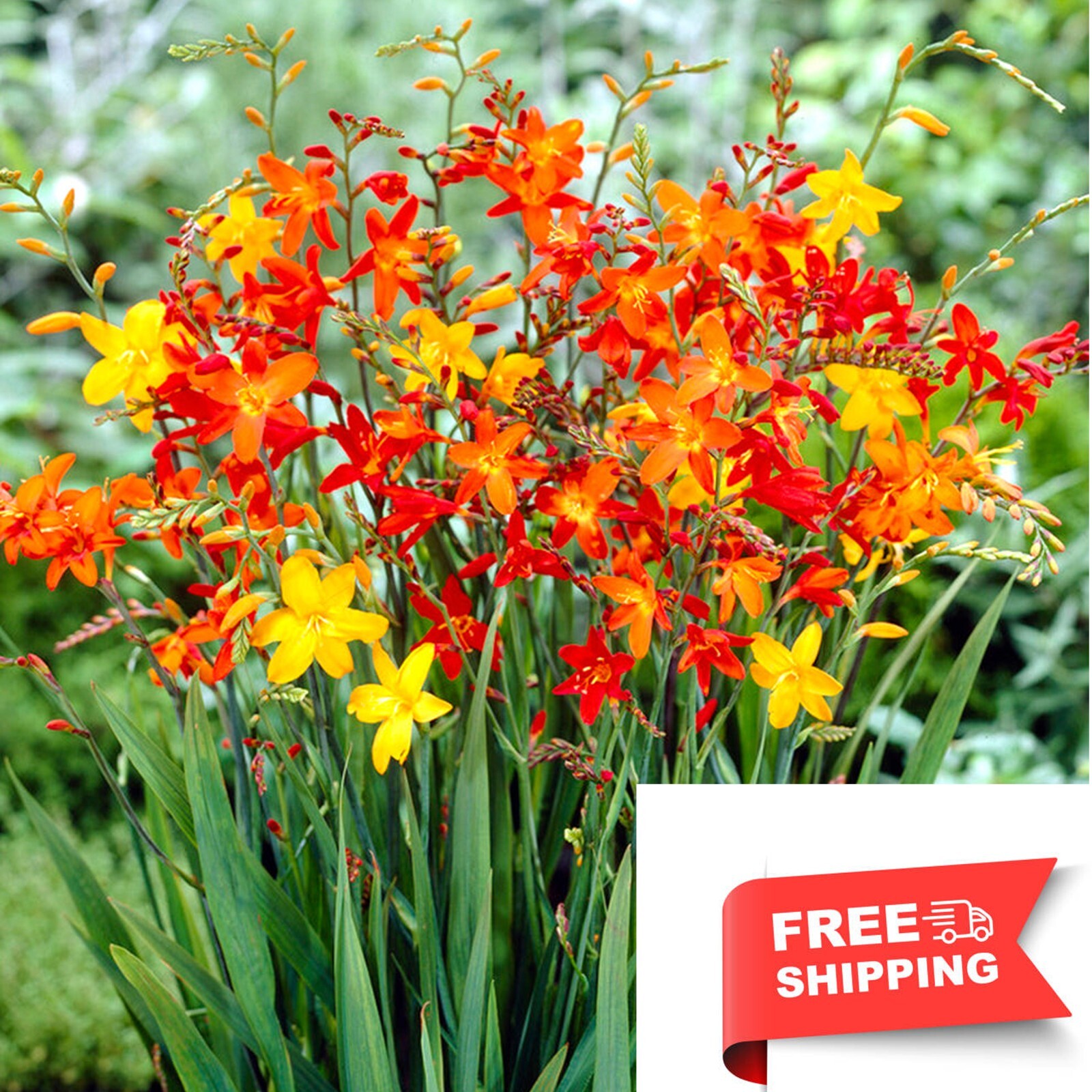 Crocosmia Lucifer Pollinator Friendly & Beautiful Crocosmia Mix 5 bulb