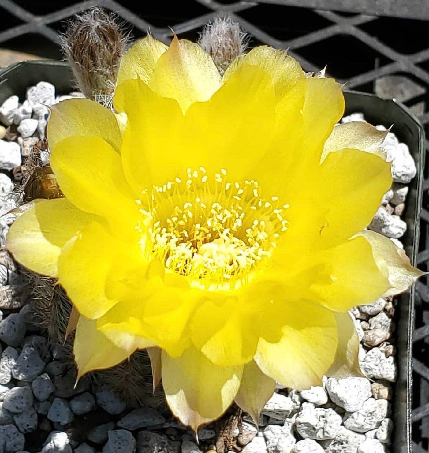 Echinopsis aurea var. leucomalla R116 SEEDS – Golden torch cactus | White woolly
