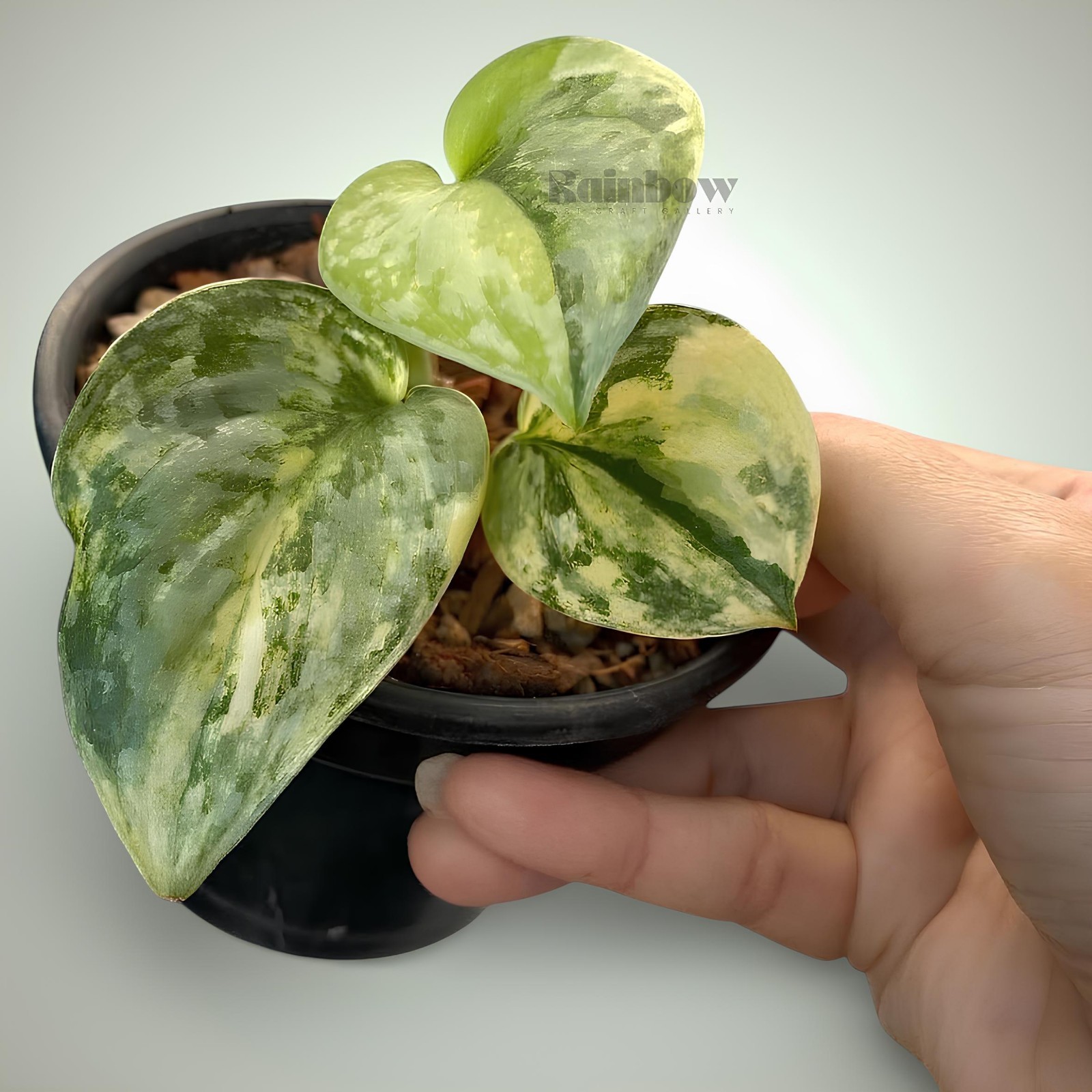 Scindapsus Geulis Jungle Plant