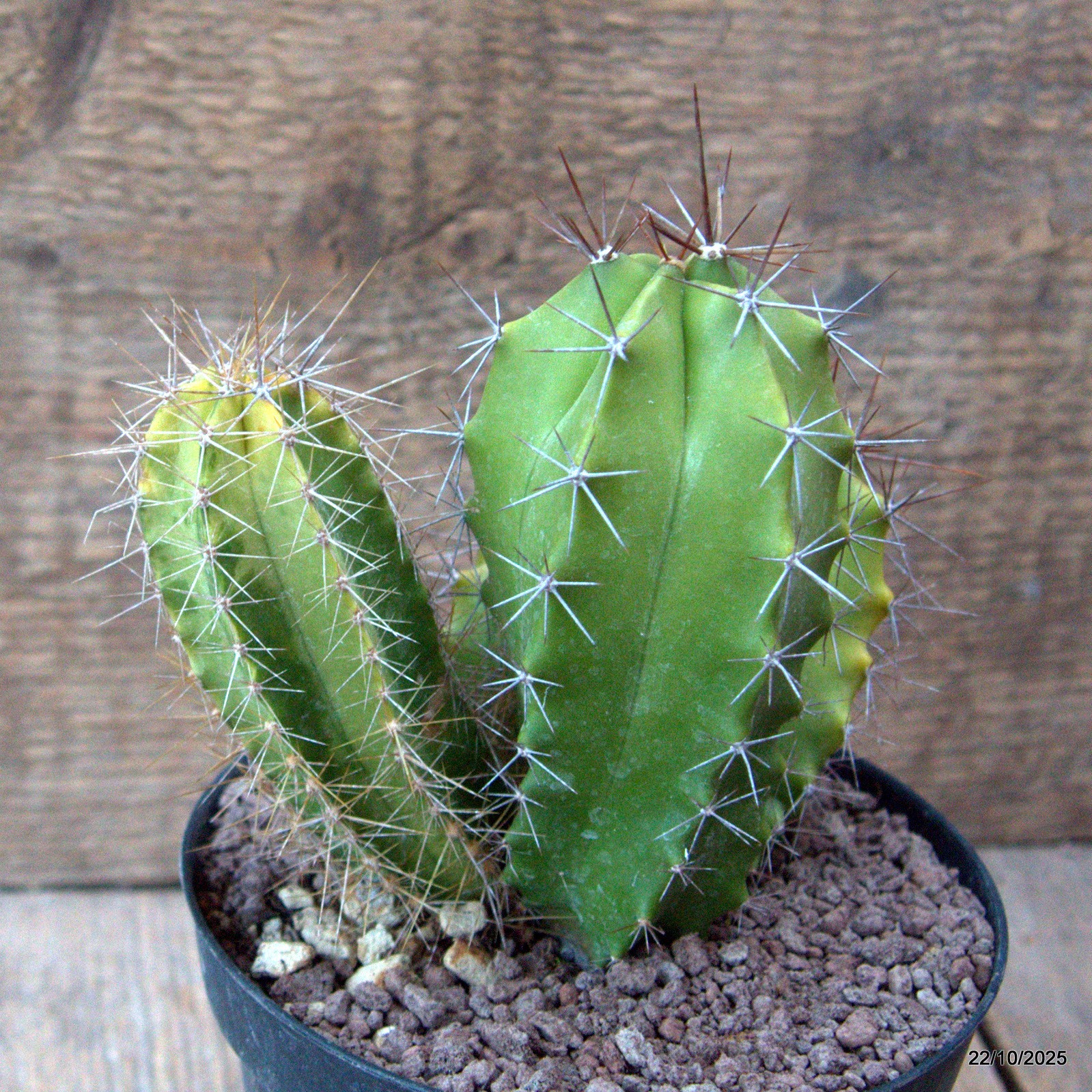 D7094 POLASKIA CHENDE VARIEGATED pot12-H13-W13 cm MaMa Cactus