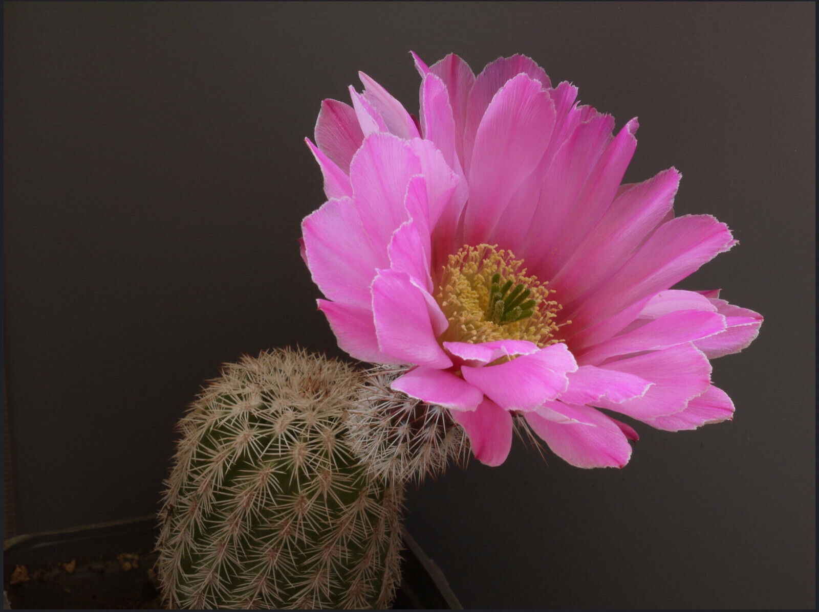 Echinocereus merkeri SEEDS – Merker’s hedgehog cactus | Echinocereus cactus