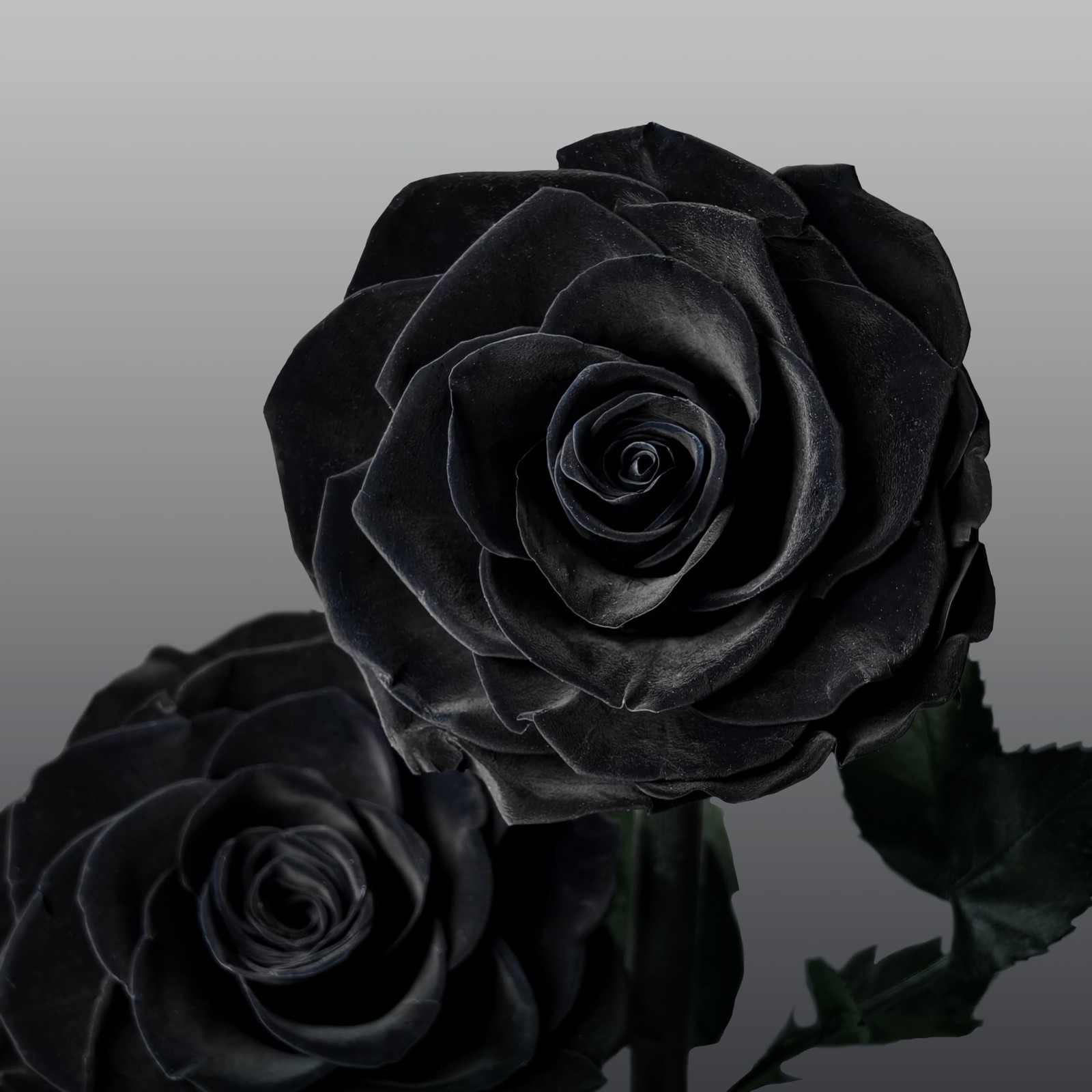 Cyrabota Preserved Roses Black Roses in Glass Dome, 12.3inch Forever Preserve…