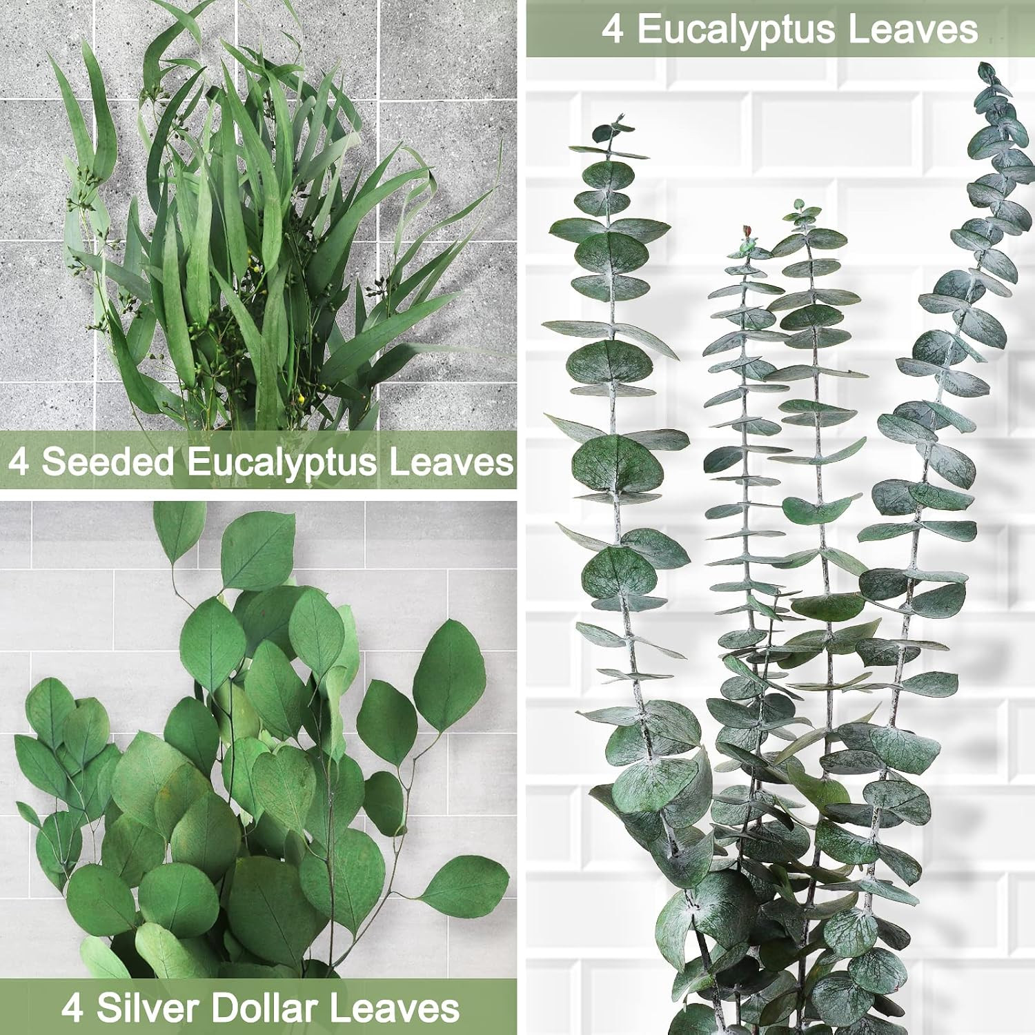 12 Pcs Mixed Real Dried Eucalyptus Leaves Stems – Preserved Eucalyptus