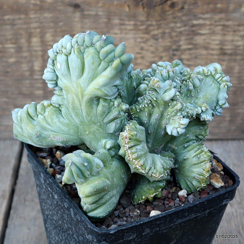 A9751 MYRTILLOCACTUS GEOMETRIZANS STRICTUS pot10-H13-W14 cm MaMa Cactus