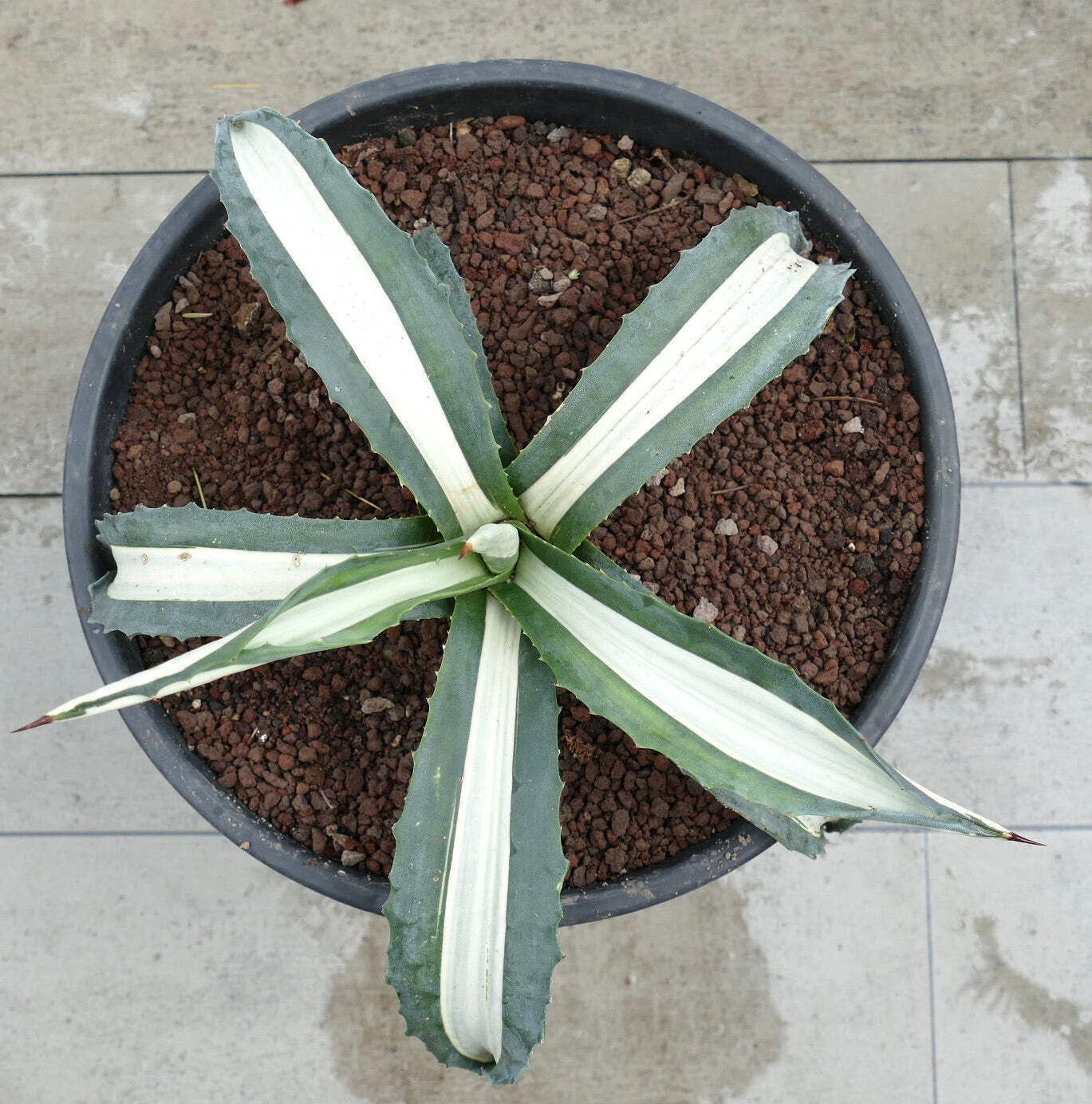 Agave americana MEDIOPICTA ALBA WHITE VARIEGATED 36,5cm – Century plant | Americ