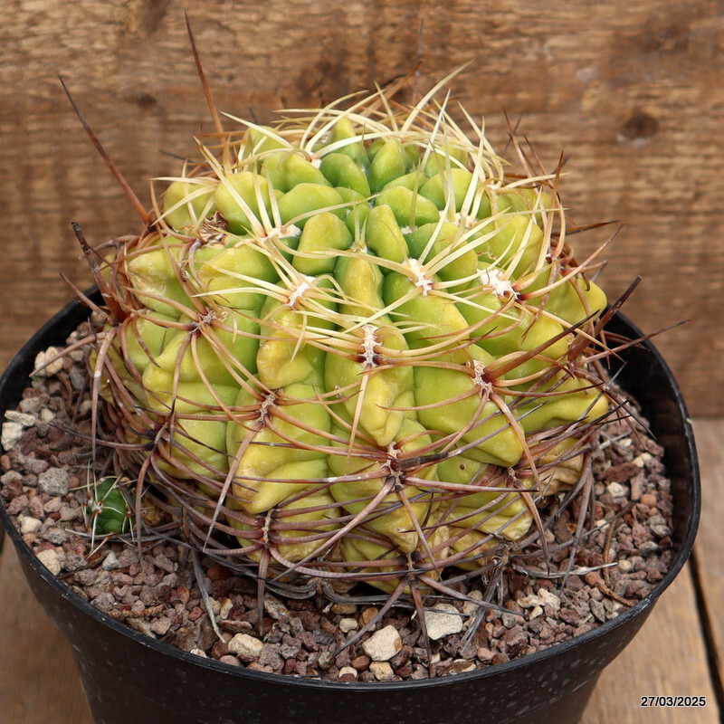 A9984 GYMNOCALYCIUM MULTIFLORUM pot18-H11-W14 cm MaMa Cactus