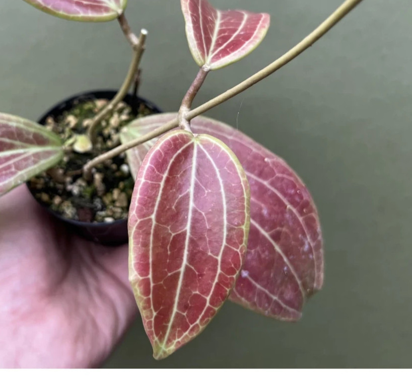 Real Pict Hoya Merrillii Red Rare Plant