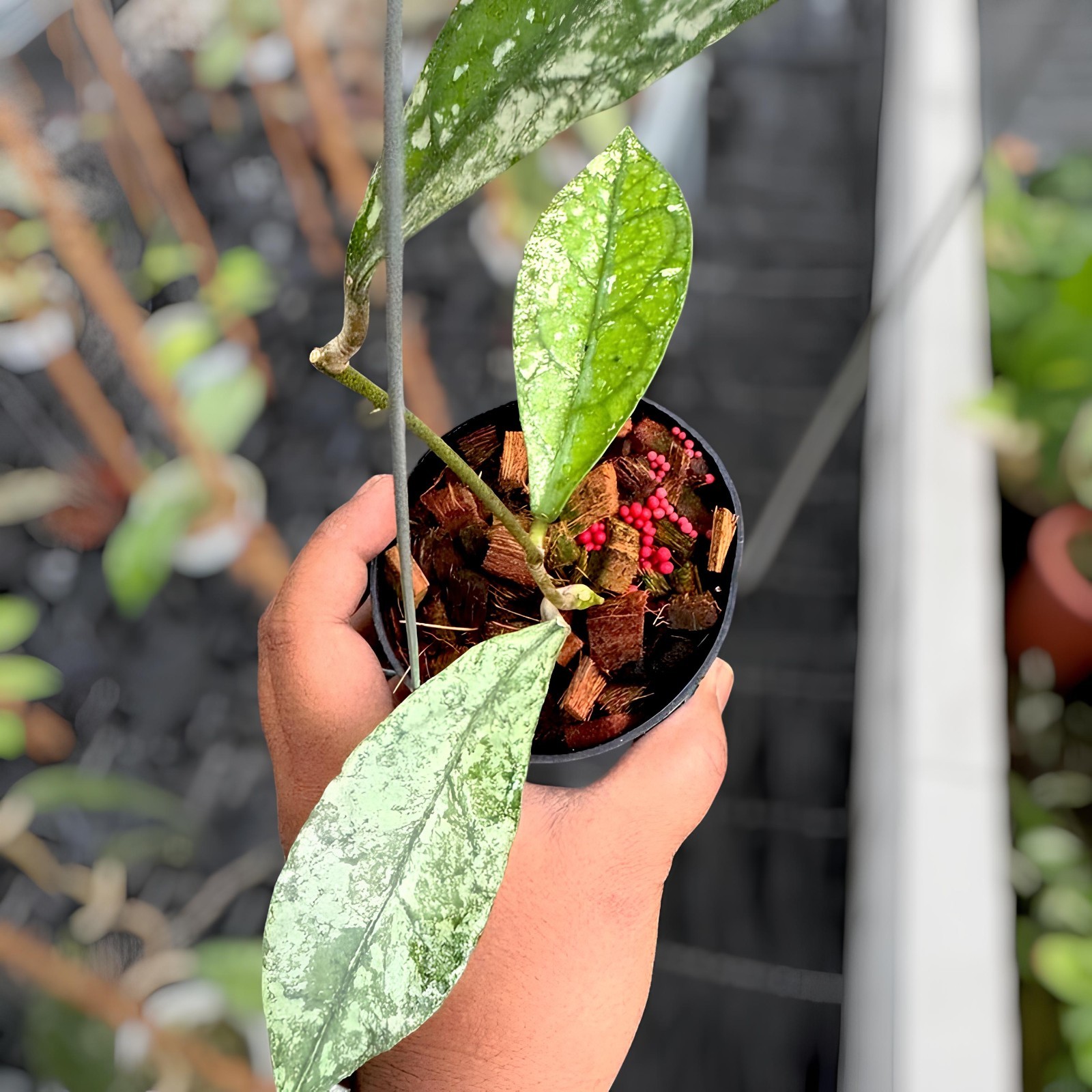 Hoya Clemensiorum Silver Jungle Plant