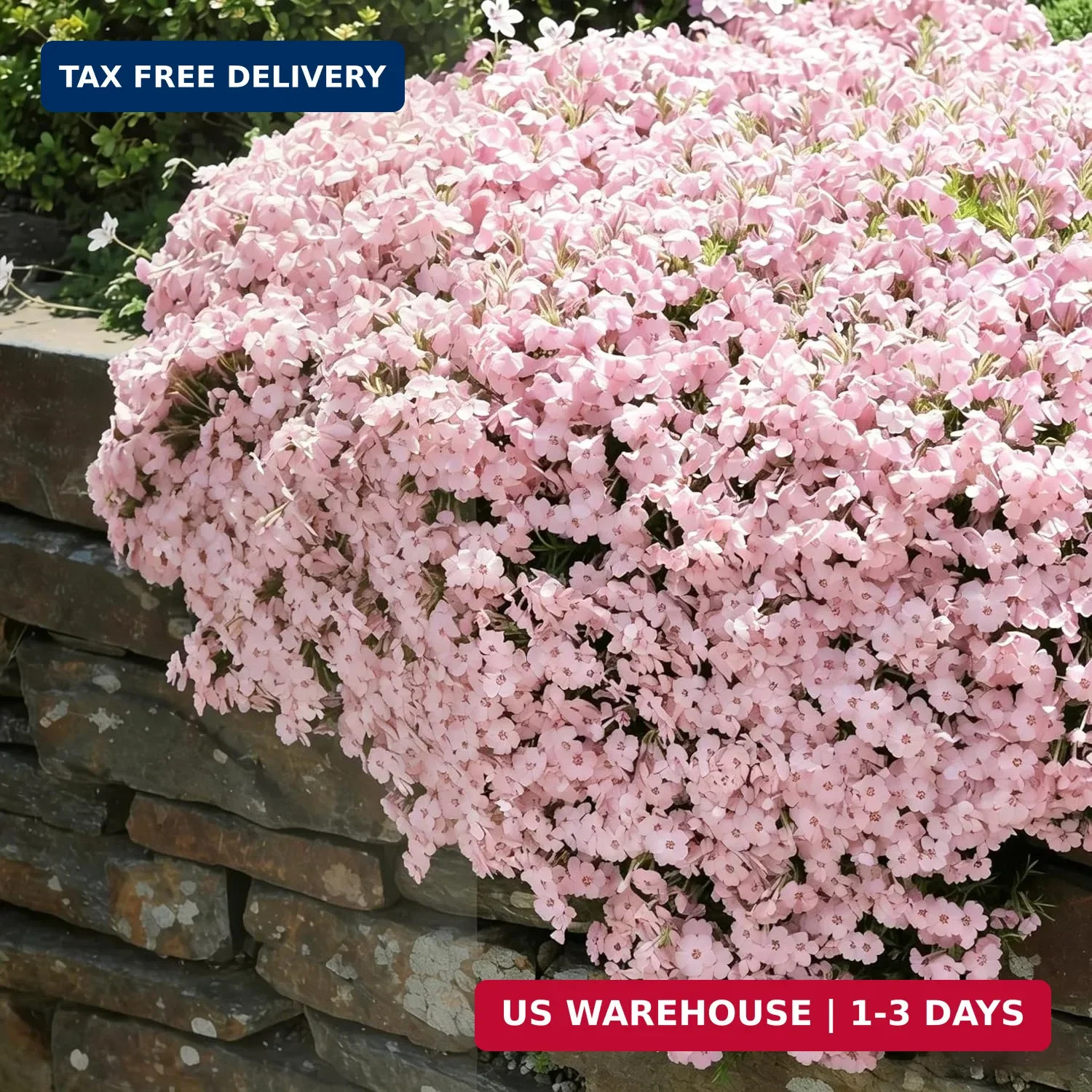 Dwarf Creeping Phlox Seeds for Planting, 1008+pcs Perennial Creeping Sky Phlox F