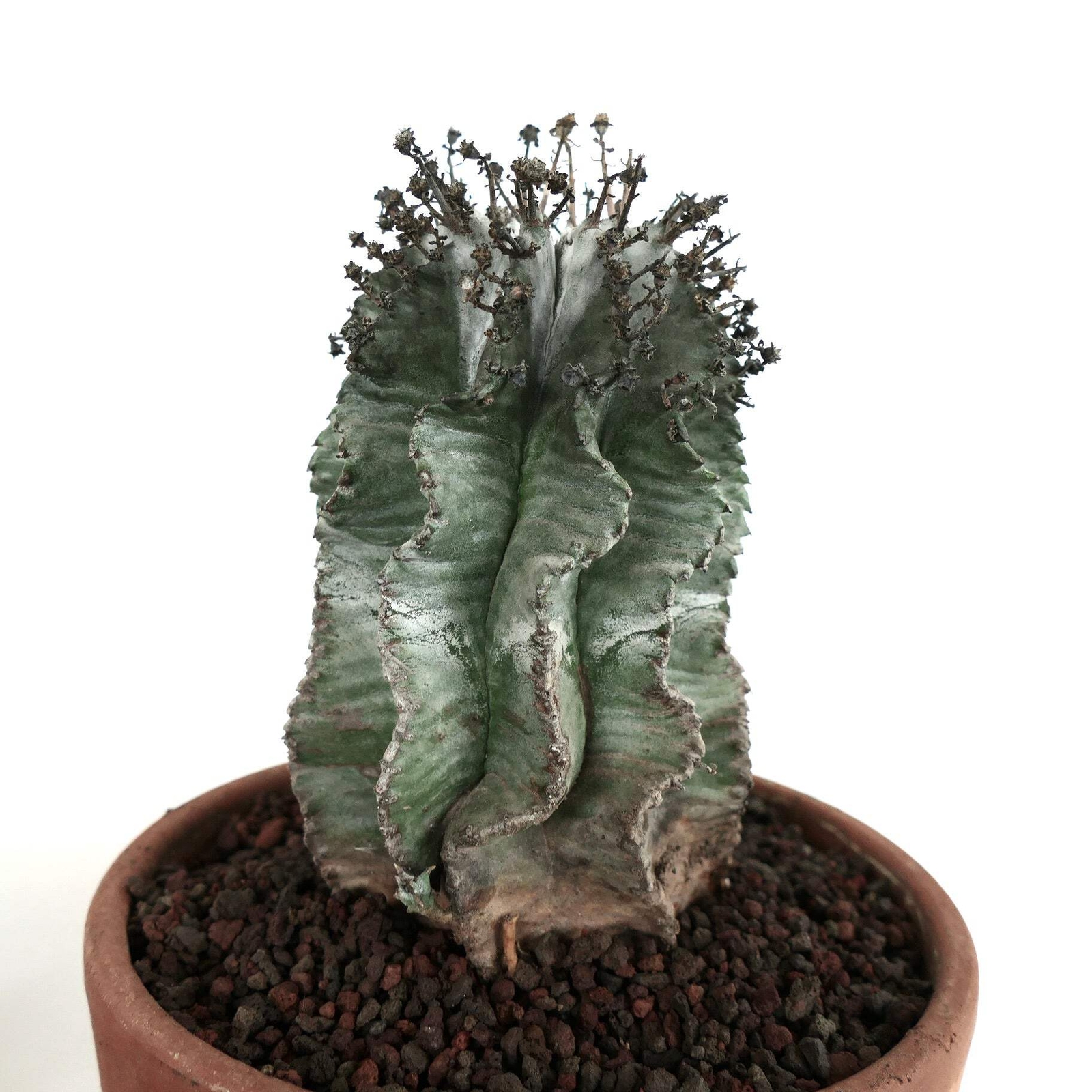 Euphorbia horrida cv SUPER SNOW FLAKES – African Milk Barrel | Milk Barrel Cactu