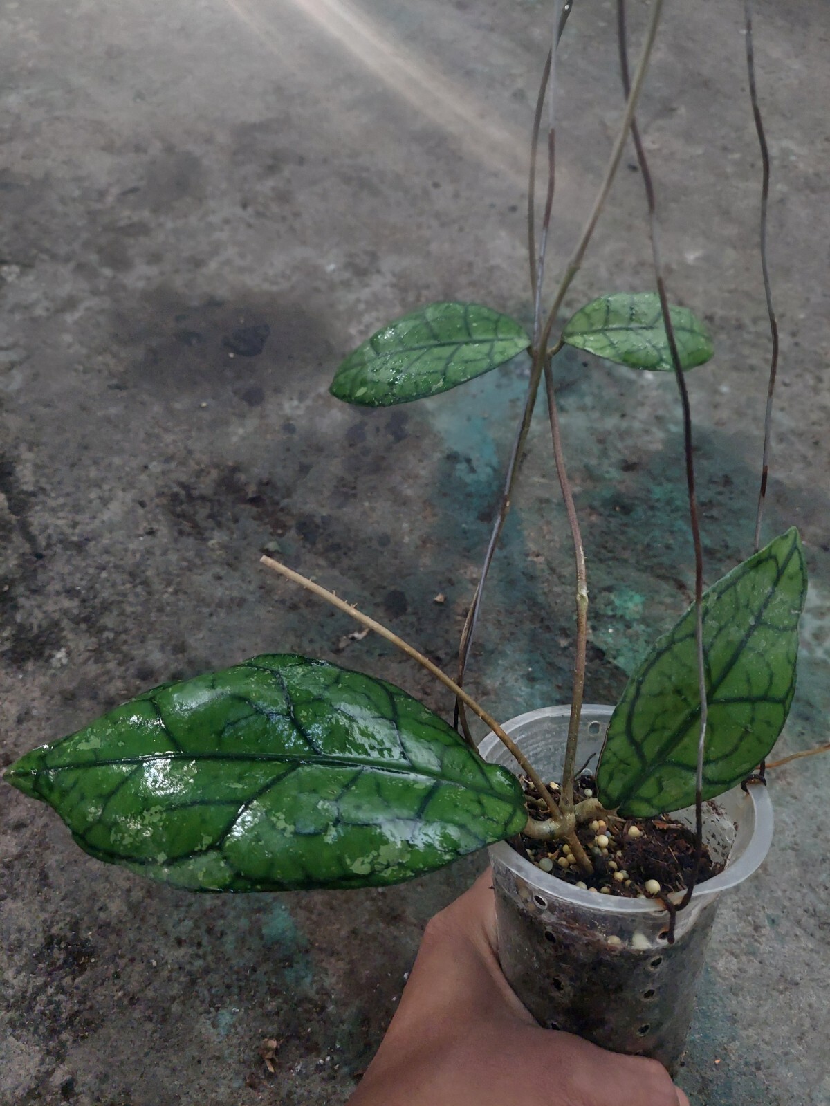 Hoya Aff Clemensiorum Sp Borneo Phytosanitariy Certificate Ship By DHL Express