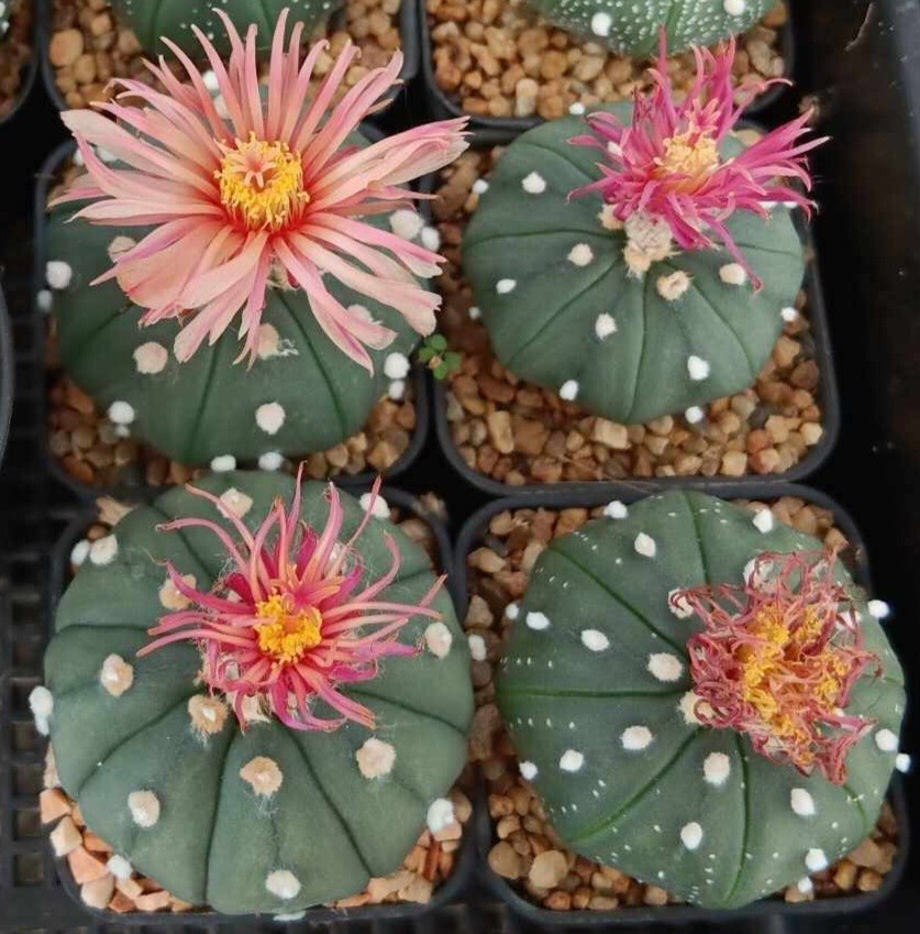 Astrophytum asterias ‘Shinshowa’ F2 10seeds harvest 2025