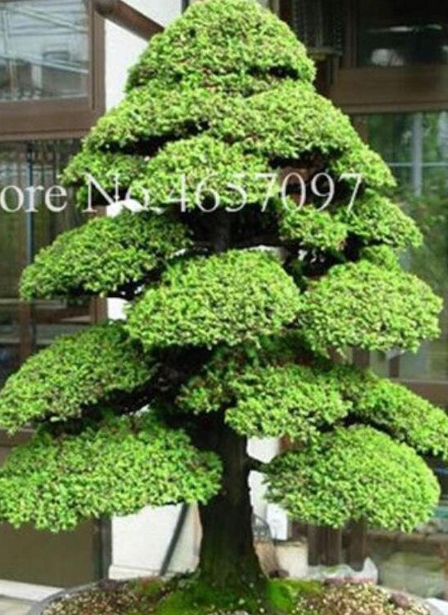 (10) BONSAI PINE TREE SEEDS rare exotic home garden mini dwarf USA SELLER TRACK