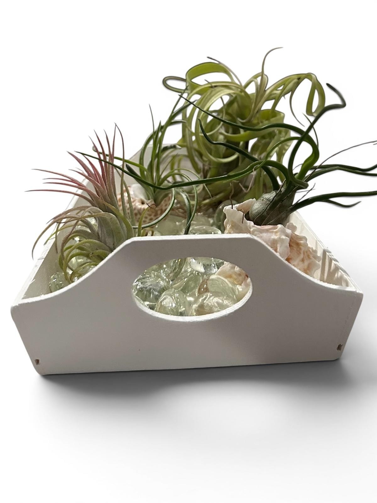 Air Plant Display Kit 4 Tillandsia Tray Glass Gems Shells Coastal Live Decor