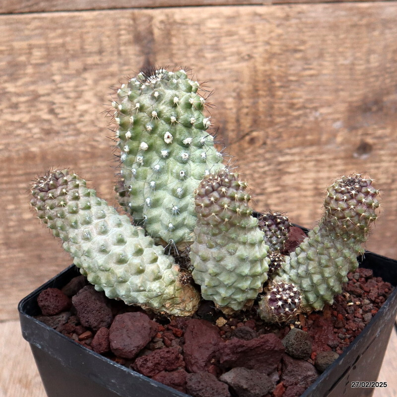 D3596 COPIAPOA TENUISSIMA pot14-H13-W16 cm MaMa Cactus