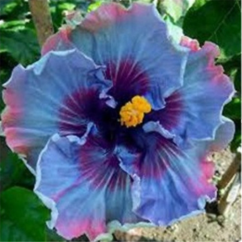 (10) HIBISCUS SEEDS perennial flower garden bed bush plant USA SELLER W/TRACK
