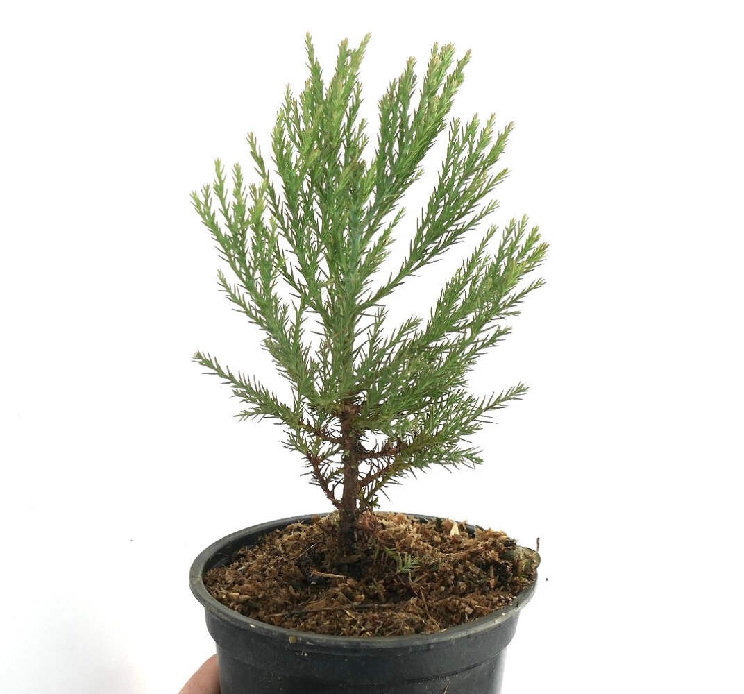 Sequoiadendron giganteum 100-125cm | Giant sequoia | Sierra redwood – Giant sequ