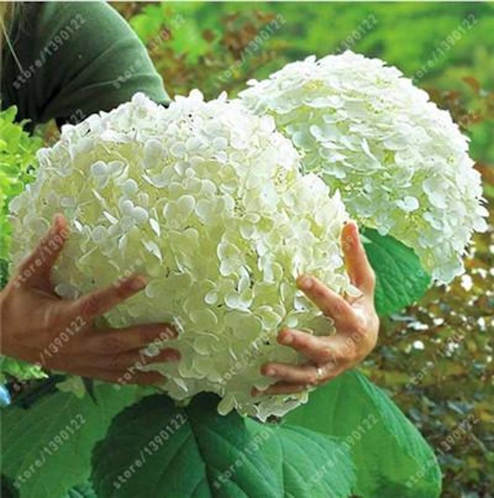 (10) HYDRANGEA SEEDS perennial flower garden bush plant USA SELLER W/TRACK