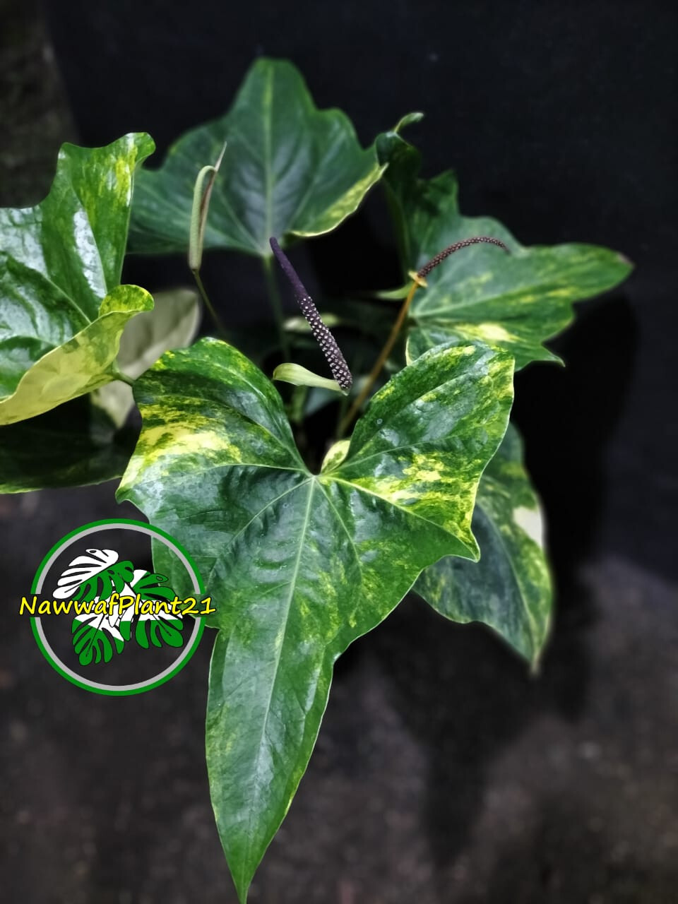 Real Photo Anthurium Pterodactyl Variegated Big Size