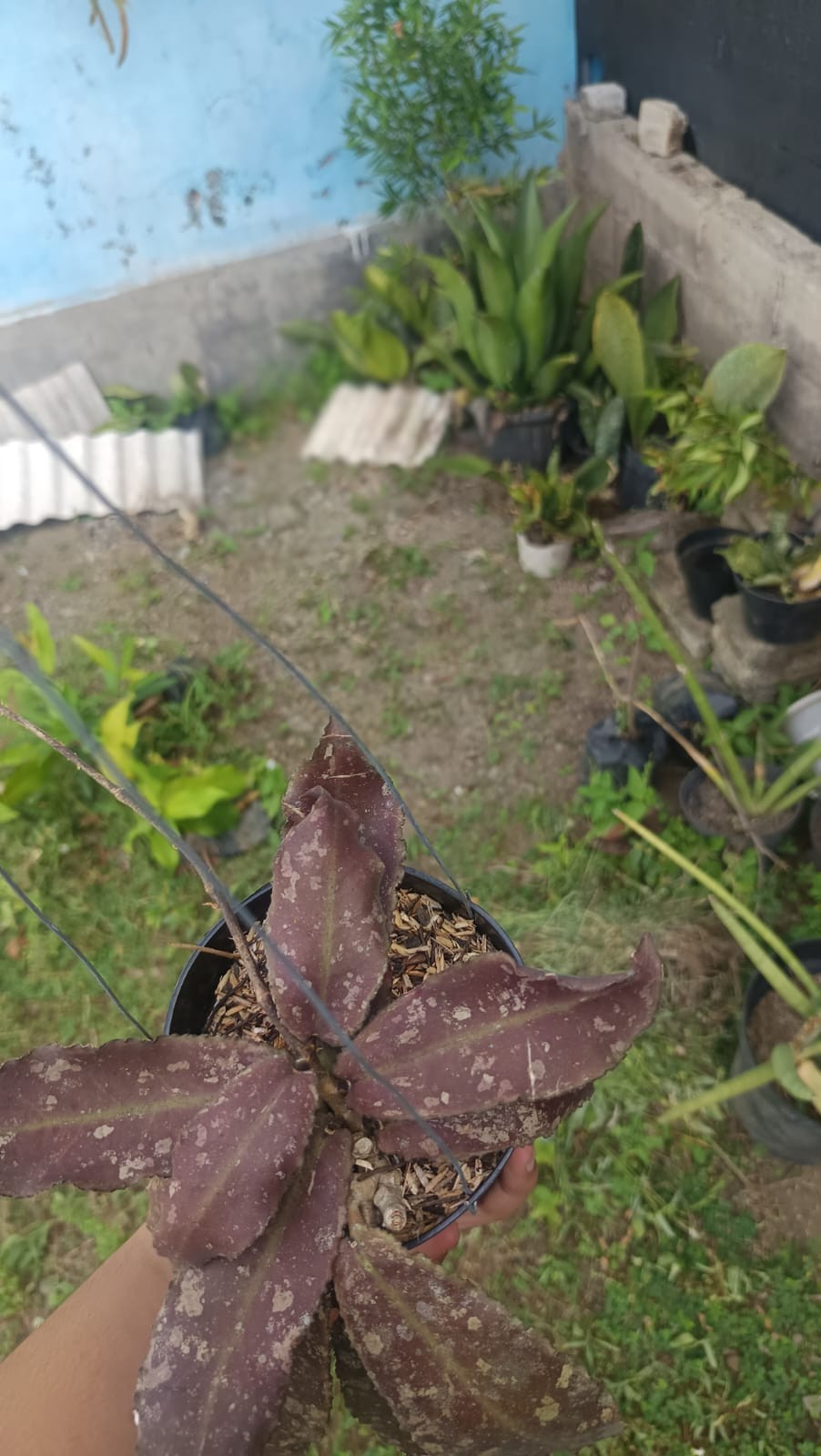 Real Picture Hoya Undulata Red Splash Wavy Leaves Sp Borneo