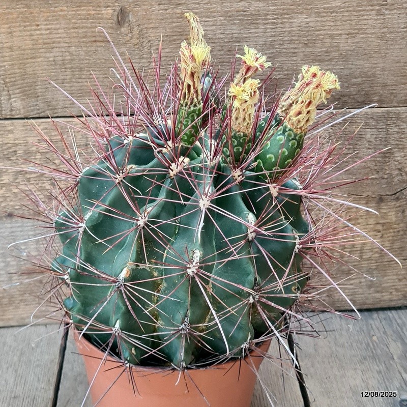 D5870 FEROCACTUS SETISPINUS pot18-H19-W23 cm MaMa Cactus