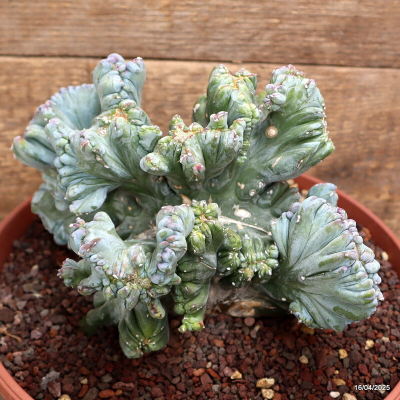 A1525 MYRTILLOCACTUS GEOMETRIZANS STRICTUS pot22-H15-W20 cm MaMa Cactus